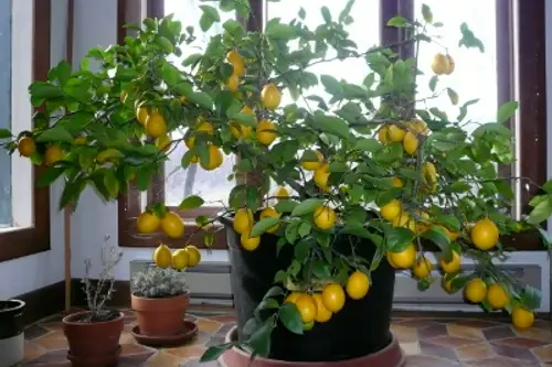 Cum se planteaza lamaiul pitic si alte citrice?