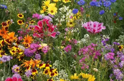 Cum să Plantezi Semințe de Flori: Ghidul Complet pentru o Grădină Frumoasă