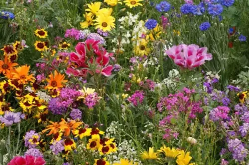 Cum să Plantezi Semințe de Flori: Ghidul Complet pentru o Grădină Frumoasă