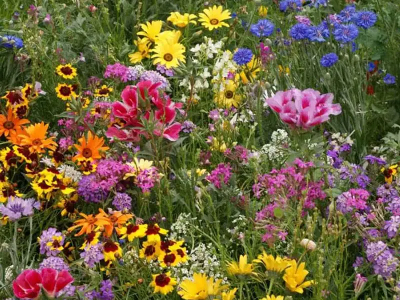 Cum să Plantezi Semințe de Flori: Ghidul Complet pentru o Grădină Frumoasă