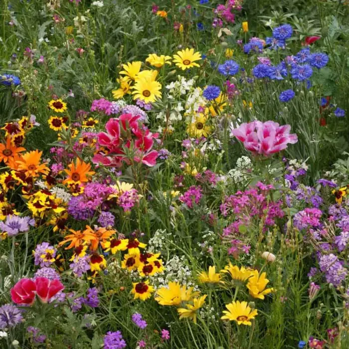 How to Plant Flower Seeds: A Complete Guide for a Beautiful Garden