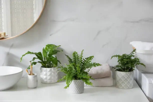 Plants in the Bathroom: A Green Oasis in Your Personal Space