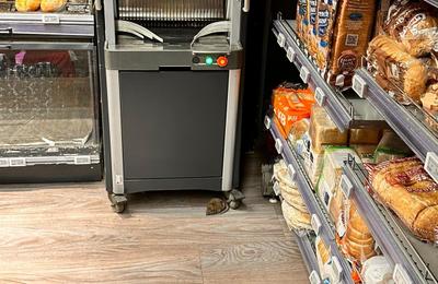 Şobolan surprins în magazinul Mega Image Domenii / Zona de bake-off, închisă / S-a făcut curăţenie generală, dezinsecţie, dezinfecţie şi deratizare FOTO