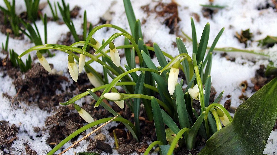 Prognoza meteo, 27 ianuarie. Temperaturi record, pentru această perioadă, în România
