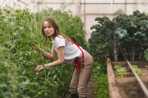 Cum să îți pregătești grădina pentru iarnă: lucrările esențiale de toamnă