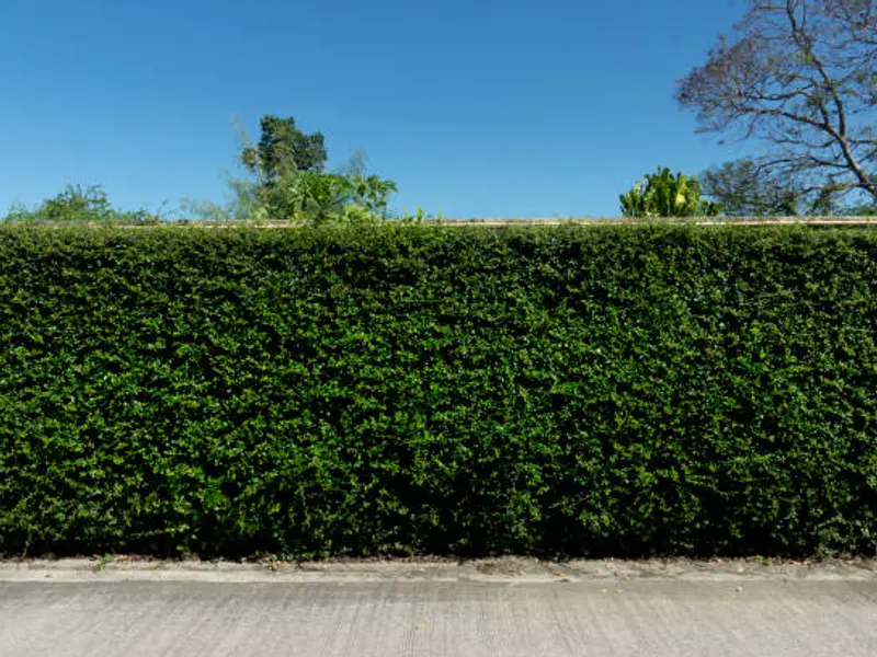 4 tipuri de garduri eficiente, dar mai puțin obișnuite în curte