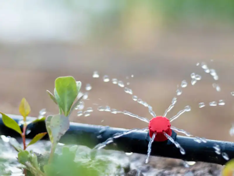 Top 5 idei inovatoare pentru stropirea grădinii