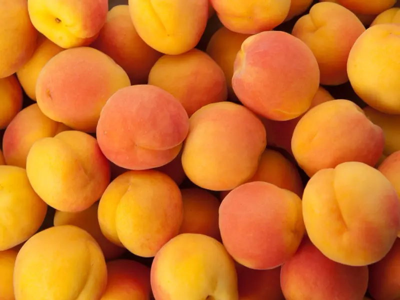 Cum se planteaza un cais? (VIDEO)