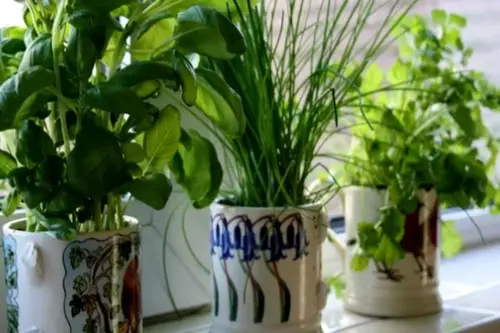 Plante aromatice pe pervaz: cum să crești busuioc, mentă și rozmarin în apartament