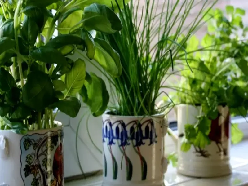 Plante aromatice pe pervaz: cum să crești busuioc, mentă și rozmarin în apartament