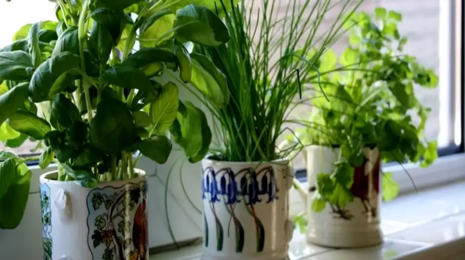 Growing Aromatic Herbs on Your Windowsill: Basil, Mint, and Rosemary in Your Apartment