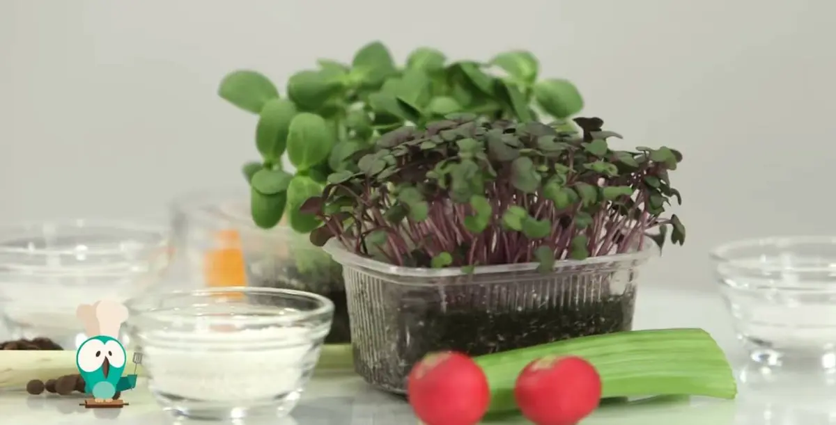 Cristian Tudor (Microgreens), despre cele mai tinere plante din agricultura romaneasca