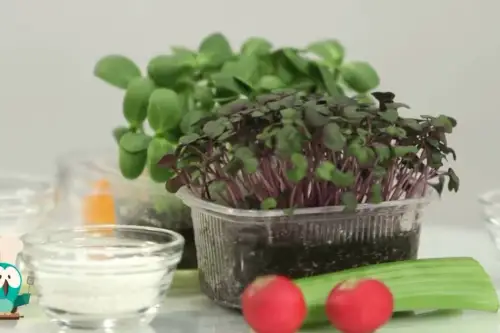 Cristian Tudor (Microgreens), despre cele mai tinere plante din agricultura romaneasca