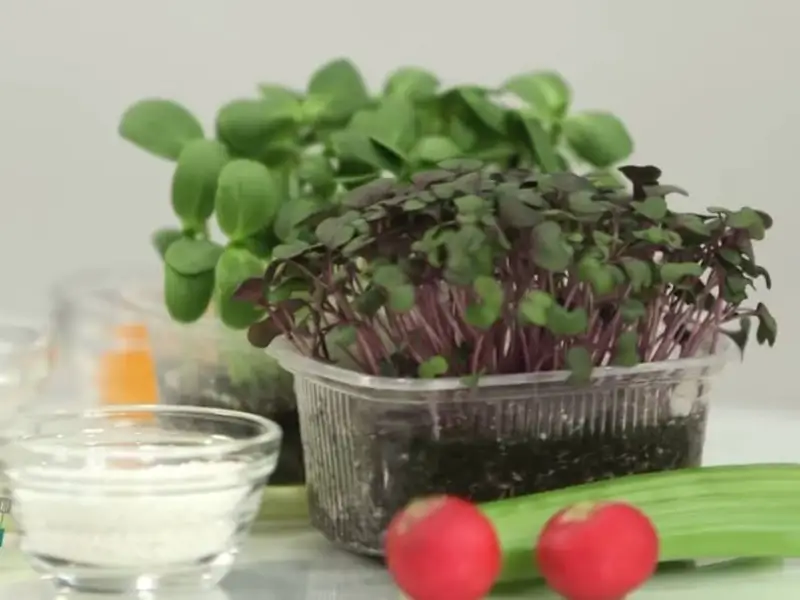 Cristian Tudor (Microgreens), despre cele mai tinere plante din agricultura romaneasca