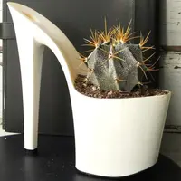 Ghivece vesele pentru pervazul tau