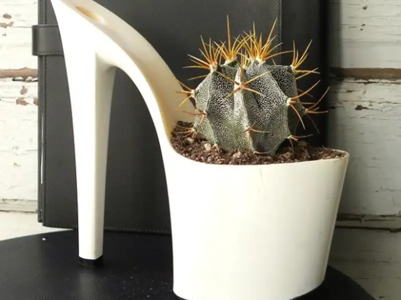 Ghivece vesele pentru pervazul tau