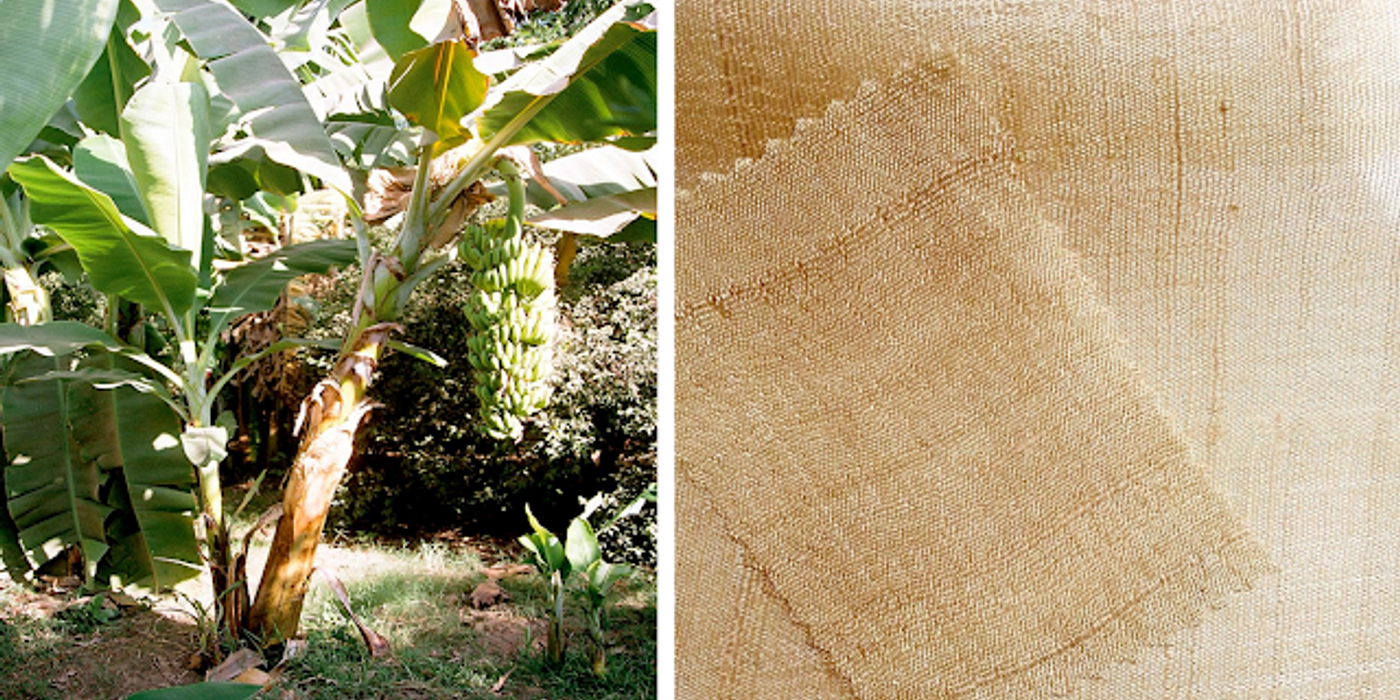 Fibrele de bananier, materie primă pentru textile biodegradabile
