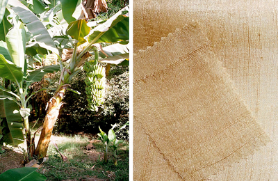 Fibrele de bananier, materie primă pentru textile biodegradabile