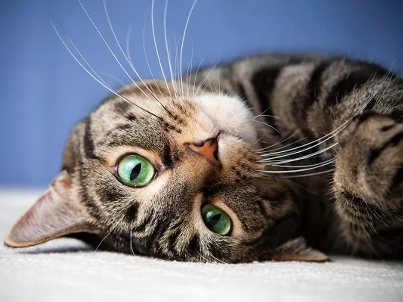 Personalitatea pisicii: De ce fiecare pisică este unică