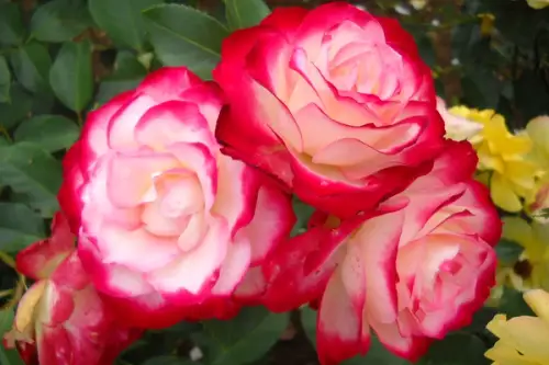 Cum se planteaza trandafirul japonez?