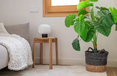 Top 5 Indoor Trees to Transform Your Home's Look