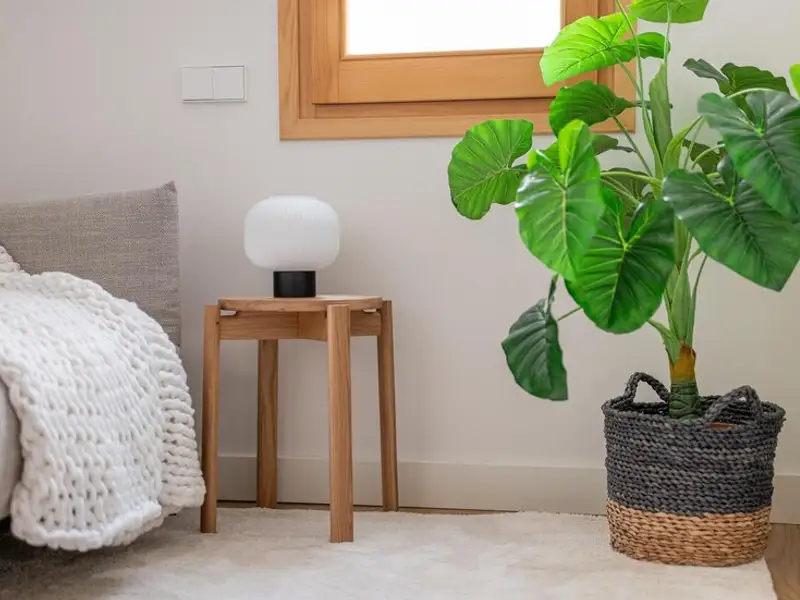 Top 5 arbori potriviți pentru interior care pot schimba aspectul casei tale