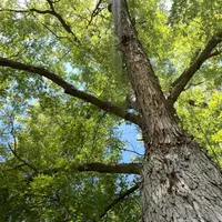 Top 6 specii de copaci care fac umbră, ideale de plantat în curte