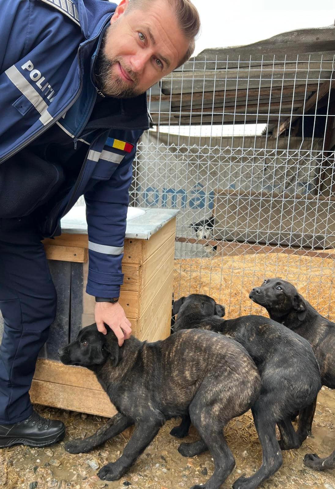 Pui de câine, legați cu un lanț de un copac și abandonați pe un câmp, au fost salvați de polițiștii din Huedin