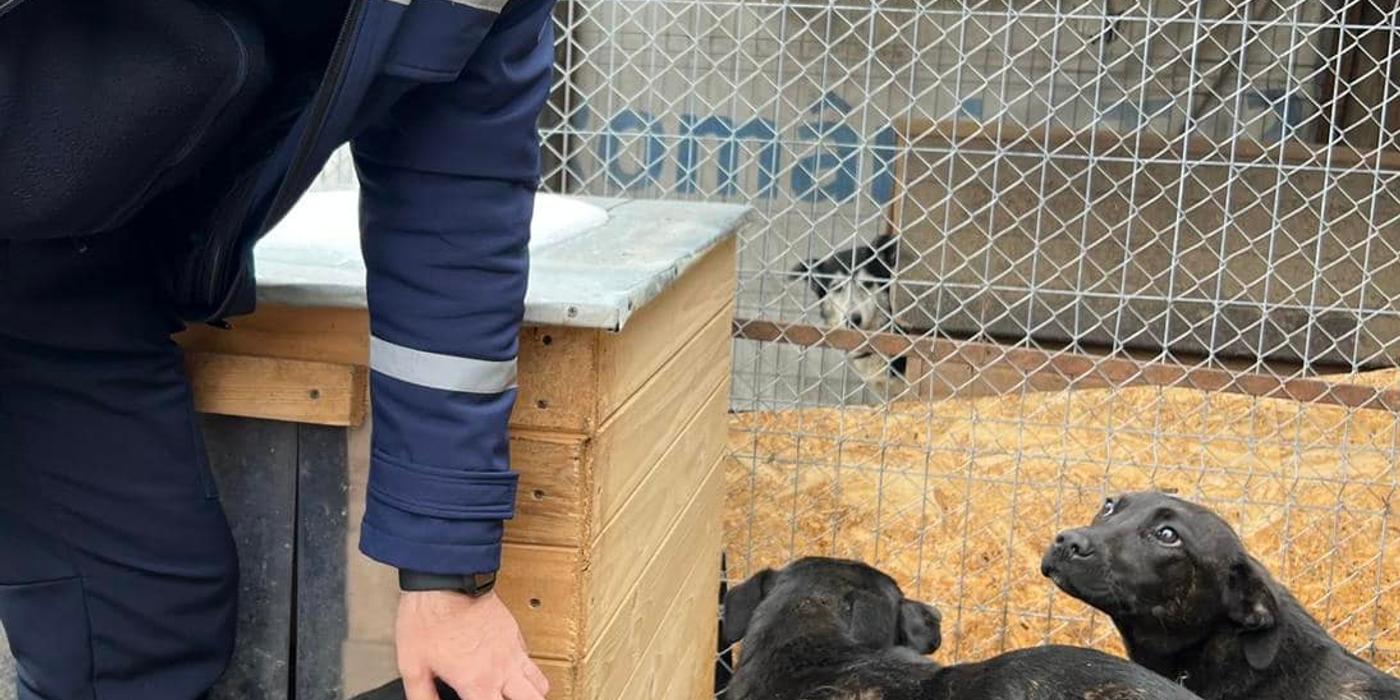 Pui de câine, legați cu un lanț de un copac și abandonați pe un câmp, au fost salvați de polițiștii din Huedin