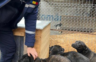 Pui de câine, legați cu un lanț de un copac și abandonați pe un câmp, au fost salvați de polițiștii din Huedin