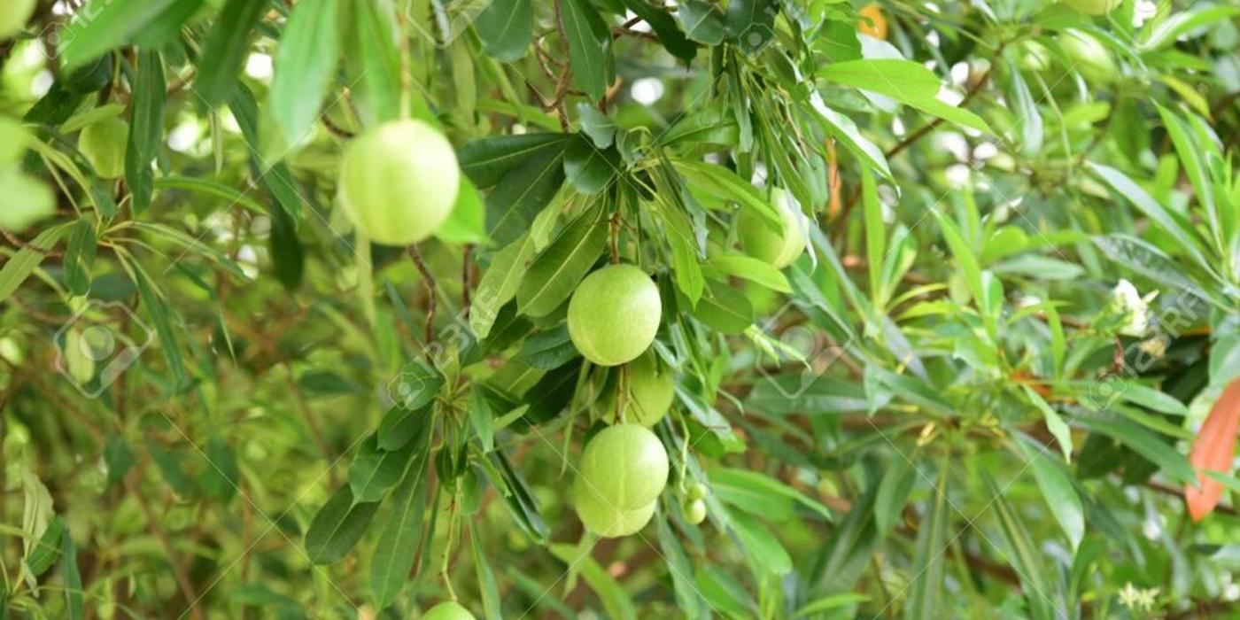 Copacul cu mere de aur sau gutuiul bengalez