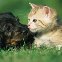 Pisica vs. câine: ce animal de companie ți se potrivește?🐾❤️