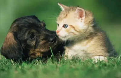 Cat vs. Dog: Which Pet Suits You? 🐾❤️