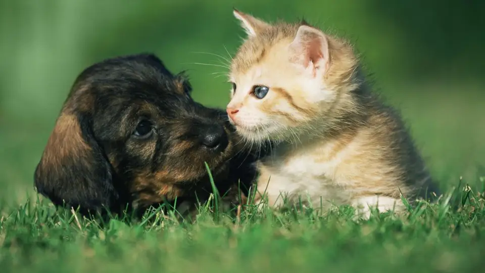 Cat vs. Dog: Which Pet Suits You? 🐾❤️