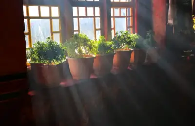 Caring for Plants with Low Natural Light