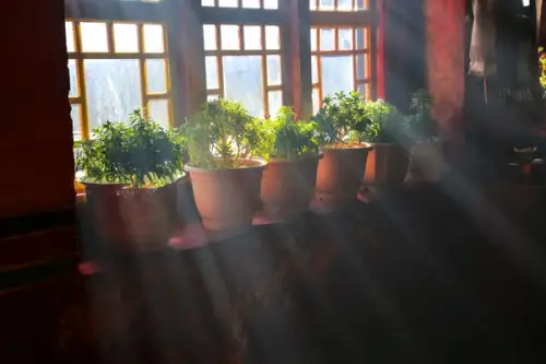 Cum să îngrijești plantele cu lumină naturală redusă