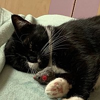 Adopții pisici în Bucuresti