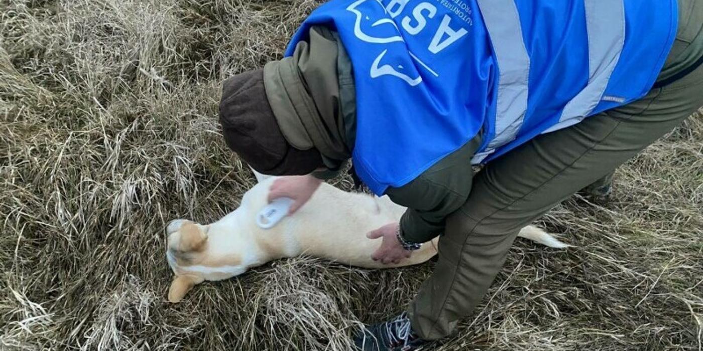 ASPA anunță că a prins 12 câini adulți și doi pui în zona Lacul Morii