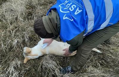 ASPA anunță că a prins 12 câini adulți și doi pui în zona Lacul Morii