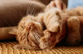 Pisicile și casele noastre – geografia blândă a intimității