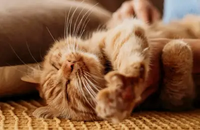 Pisicile și casele noastre – geografia blândă a intimității