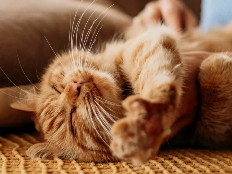 Pisicile și casele noastre – geografia blândă a intimității