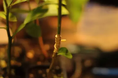 Cum se altoieste un lamai