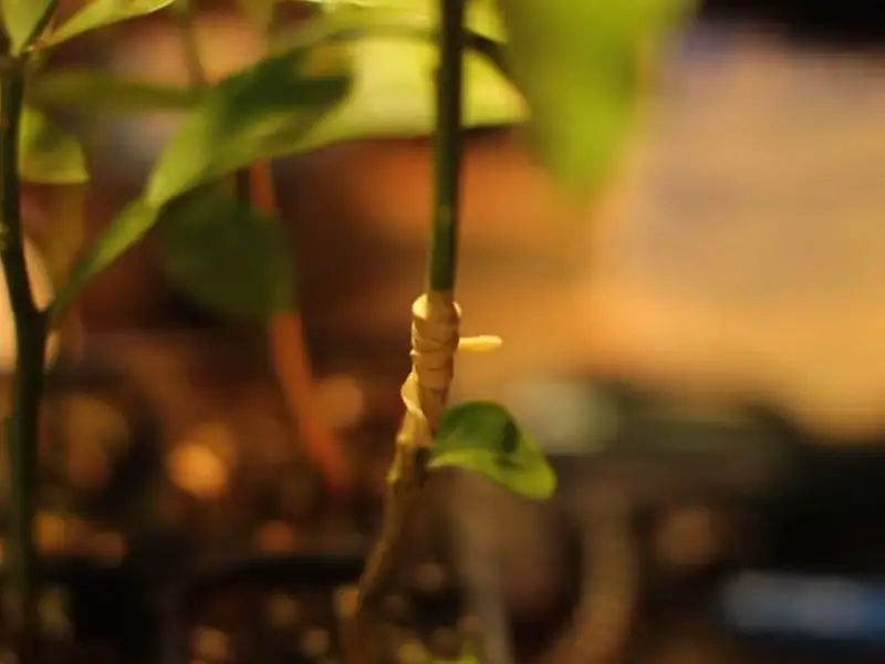 Cum se altoieste un lamai