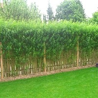 Poți planta bambus în curtea ta? Ghid complet pentru cultivare și întreținere