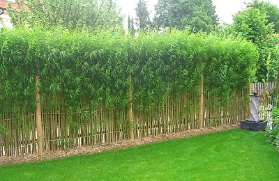 Poți planta bambus în curtea ta? Ghid complet pentru cultivare și întreținere