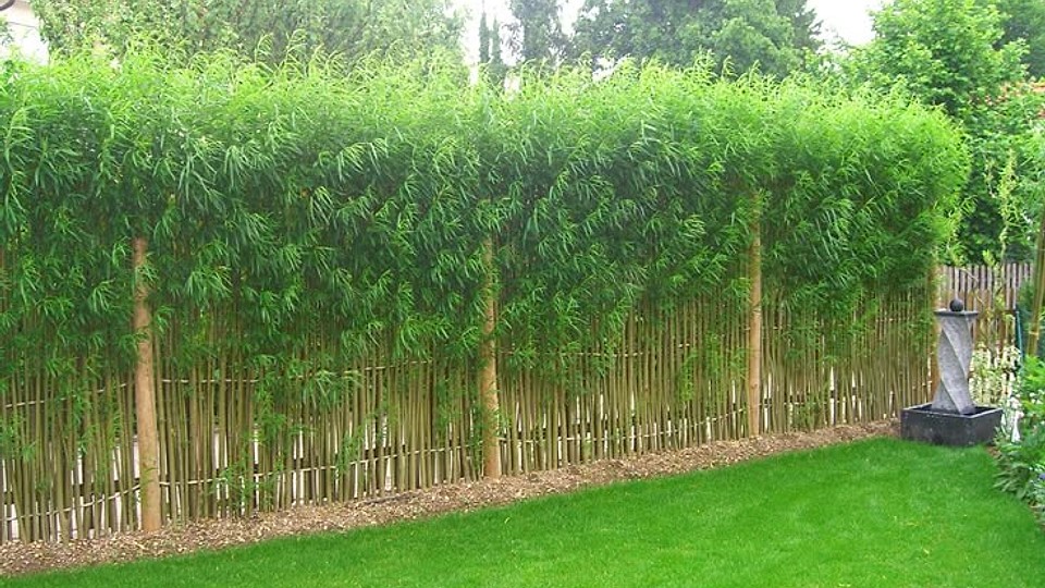 Poți planta bambus în curtea ta? Ghid complet pentru cultivare și întreținere