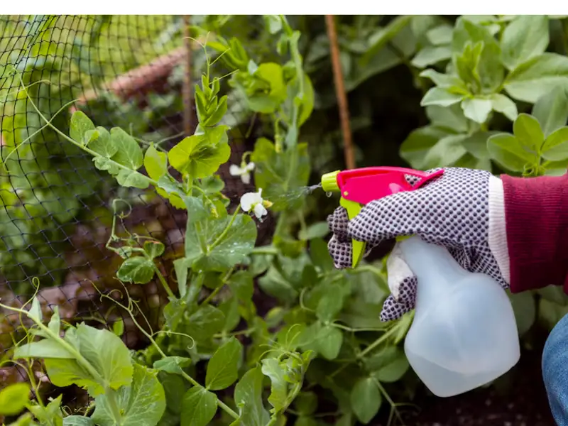 Soluții eficiente pentru eliminarea dăunătorilor din grădină primăvara