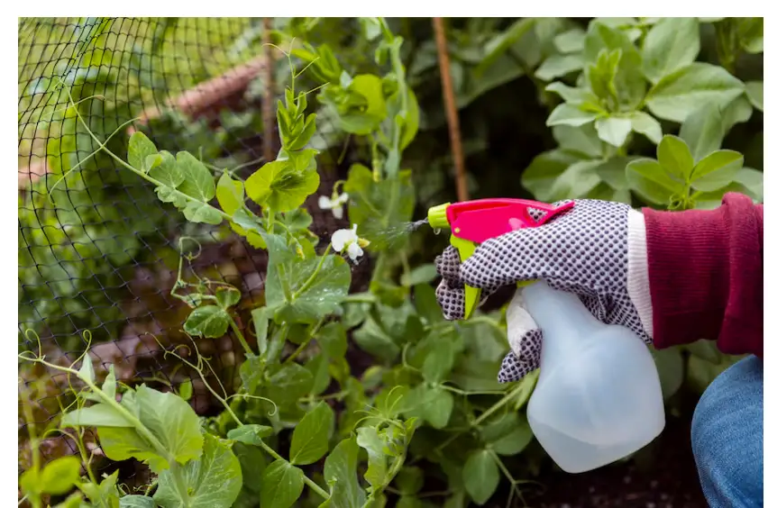 Effective Pest Control Solutions for Your Spring Garden