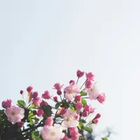 Cum să te pregătești pentru sezonul mărțișoarelor?